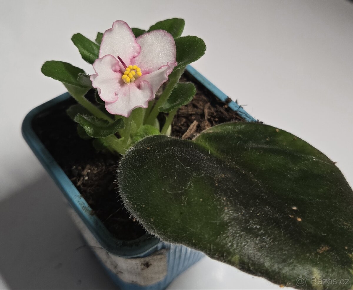 Fialka bílá, růžové okraje květů - 5