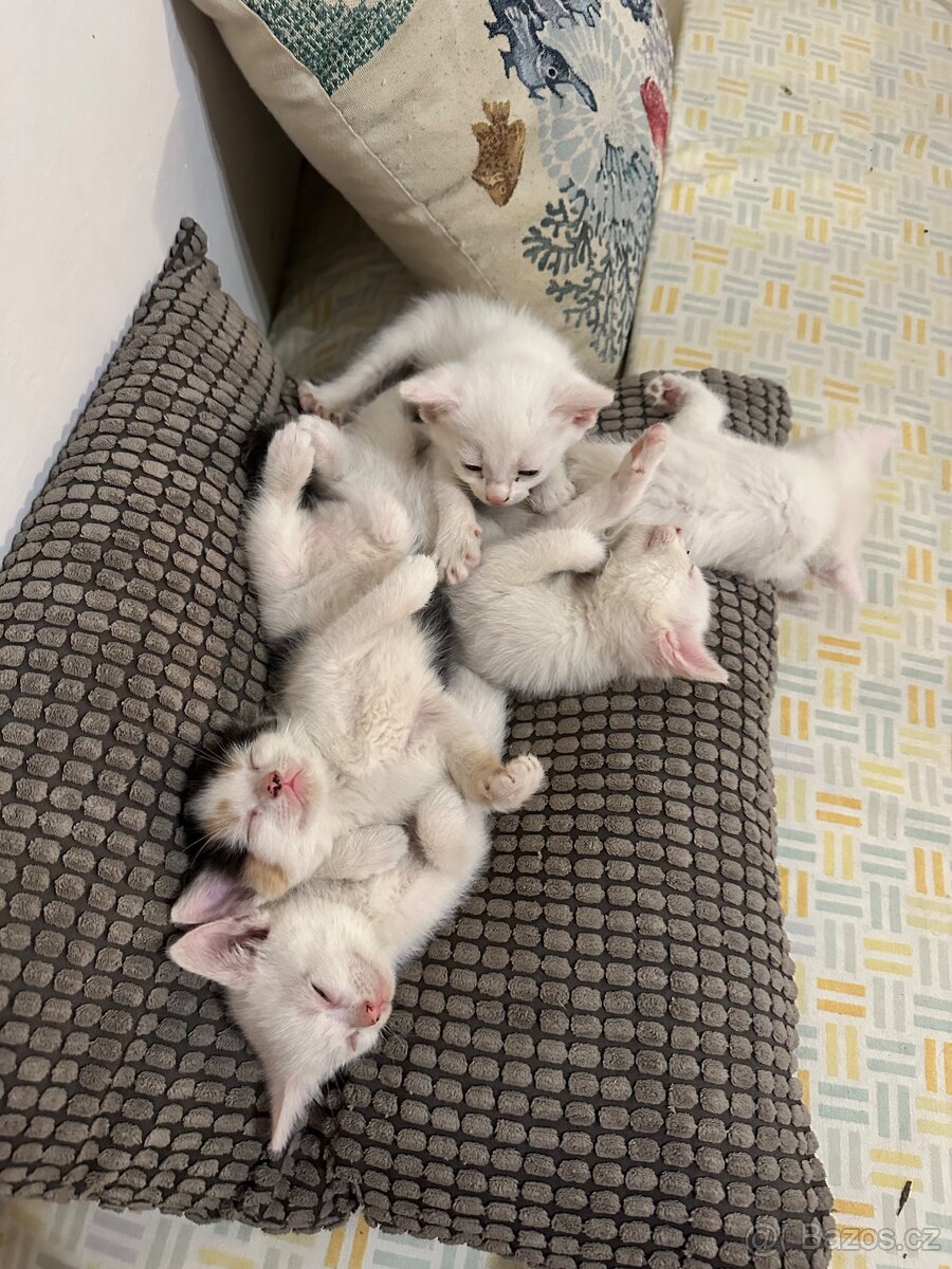 Bílá koťata, otec turecká angora bez PP - 5