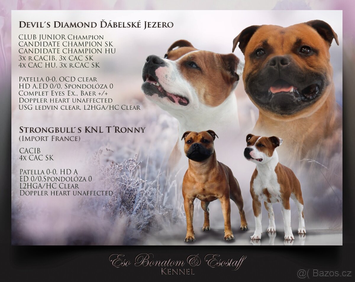 Stafordšírský bulteriér - pejsci s PP - 5