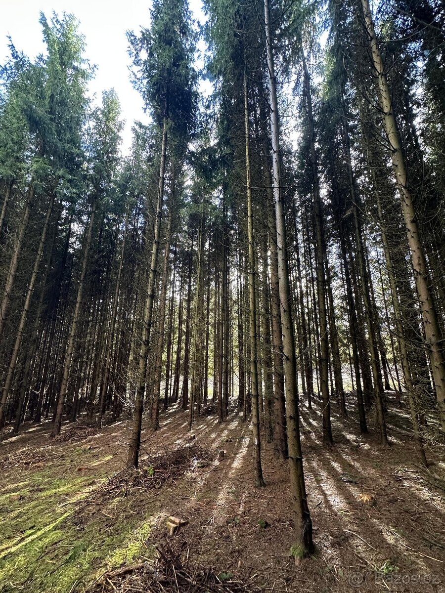 Smrkový les 35let starý sázený - 5