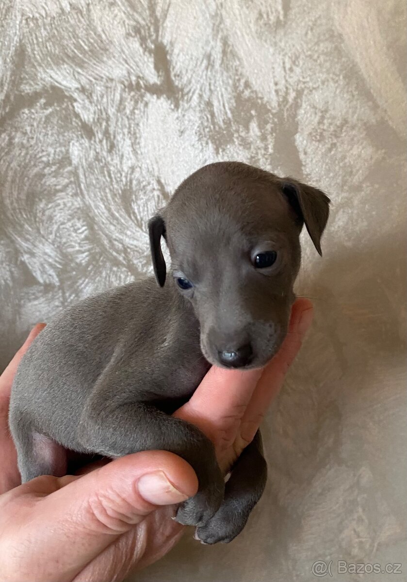 Italský chrtík - 5