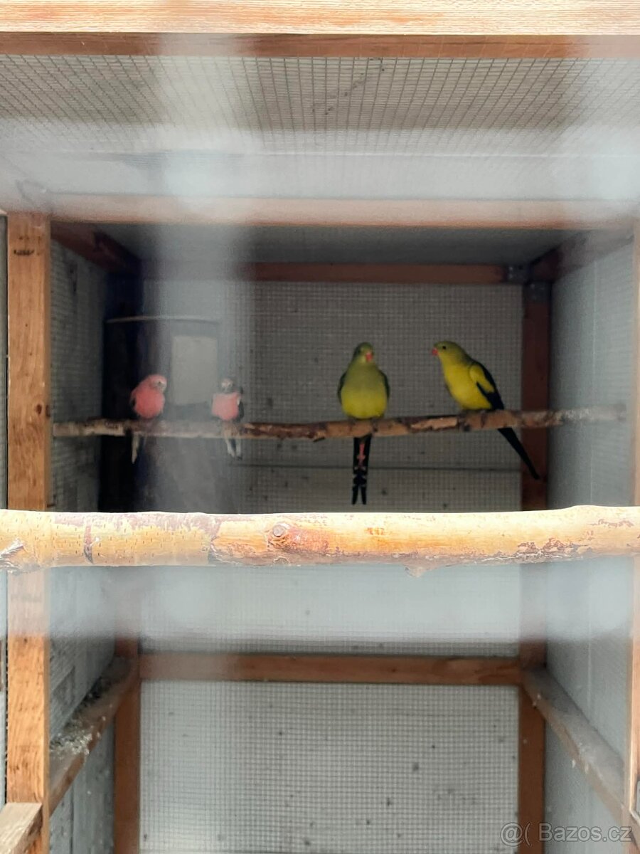 Papoušci Australie - 5