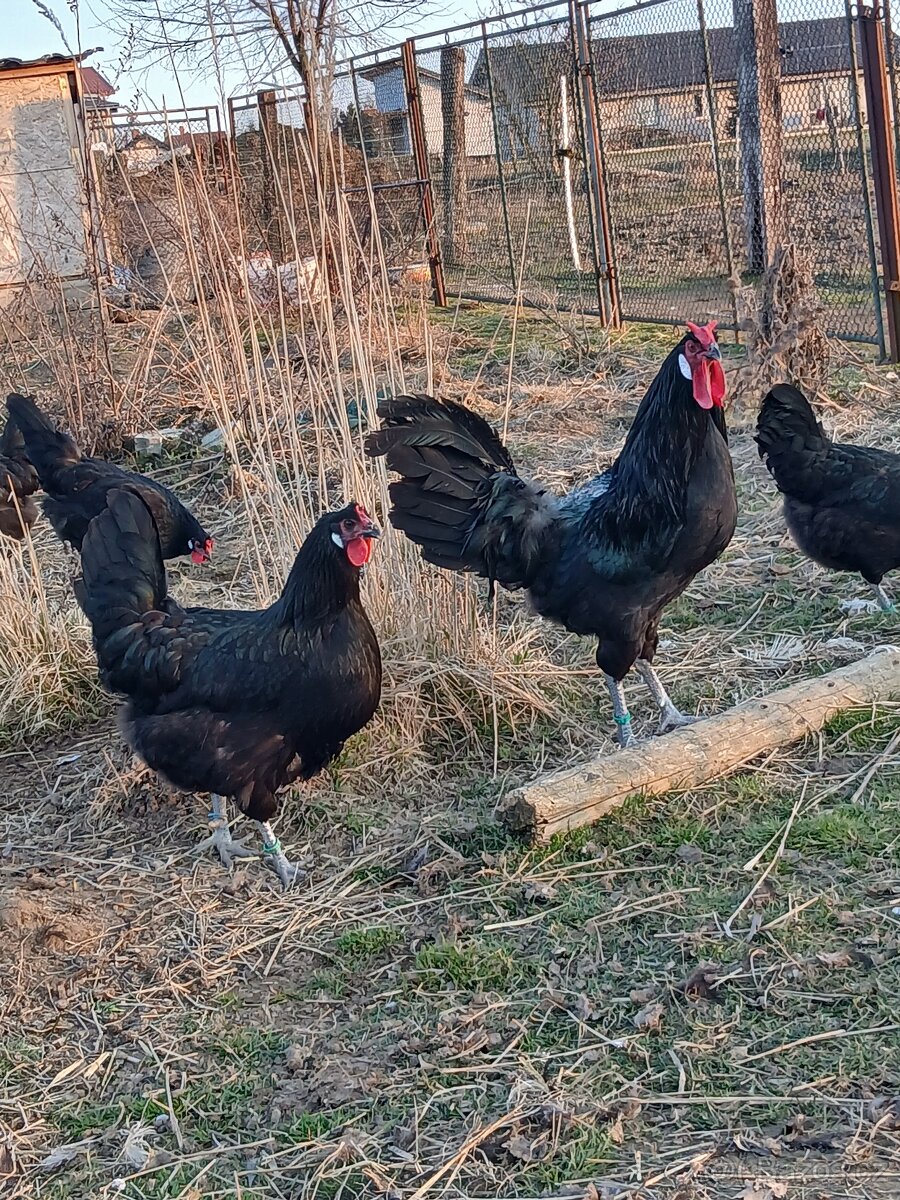 Laflešky - 5
