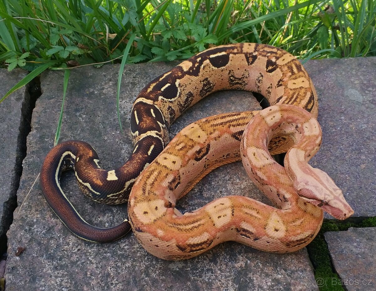 Boa imperator - Keltic VPI Sunglow, Aztec VPI Sunglow - 5