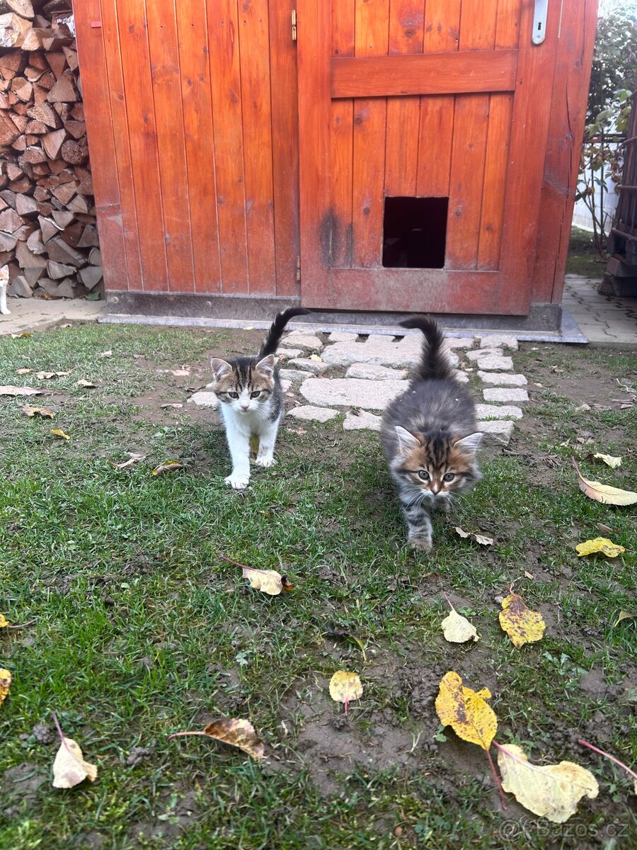 Darujeme koťátka - 5