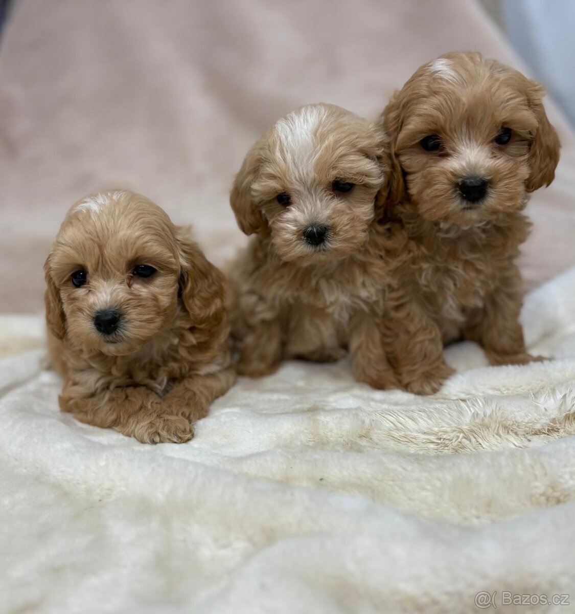 Maltipoo - 5