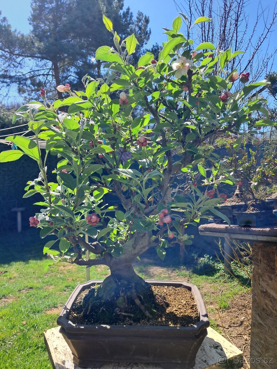 Bonsaj, bonsai Jabloňe - 5