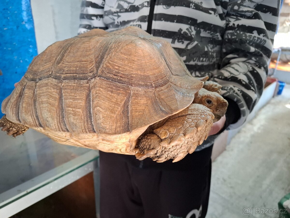 Želva ostruhatá (Centrochelys sulcata) chovný pár. - 5