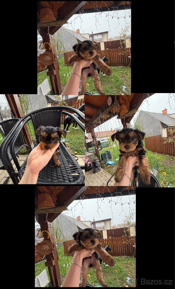 Prodej malých štěňátek - 5