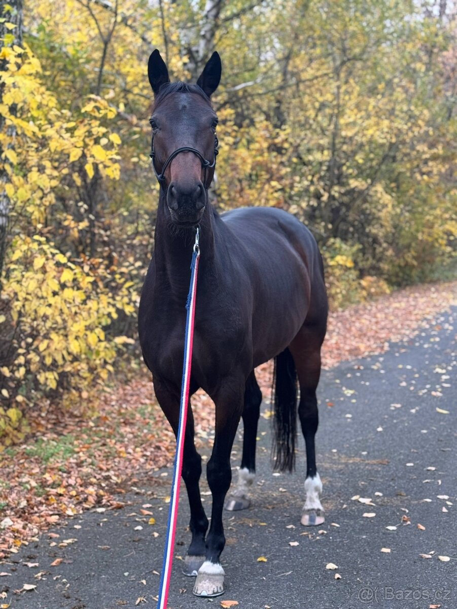 Charakterní klisna do sportu nebo jako luxusní hobby kůň - 5