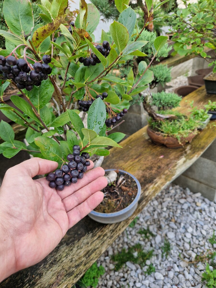 Bonsai, Bonsaj -1 - 5