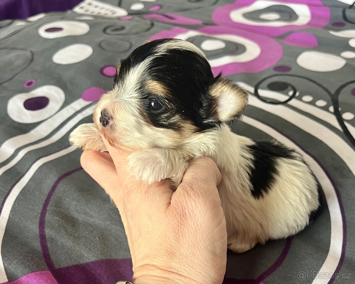 Jorkšírský teriér - 5