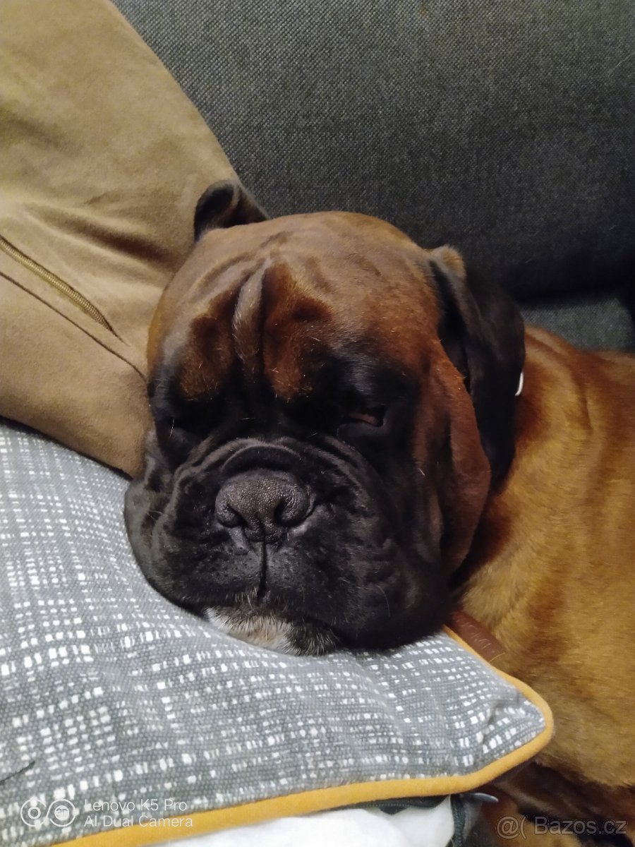 Německý Boxer - 5