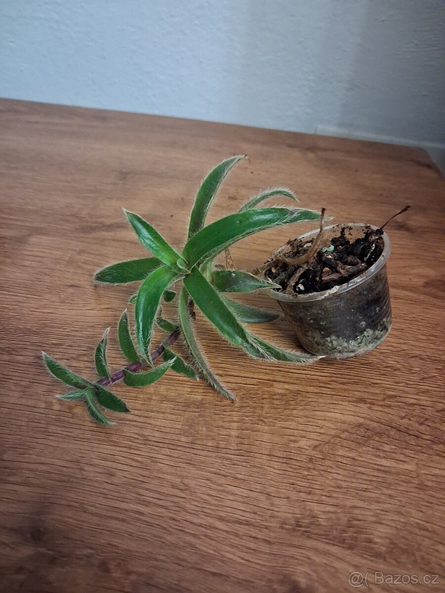 Pokojové rostliny 1 - 5