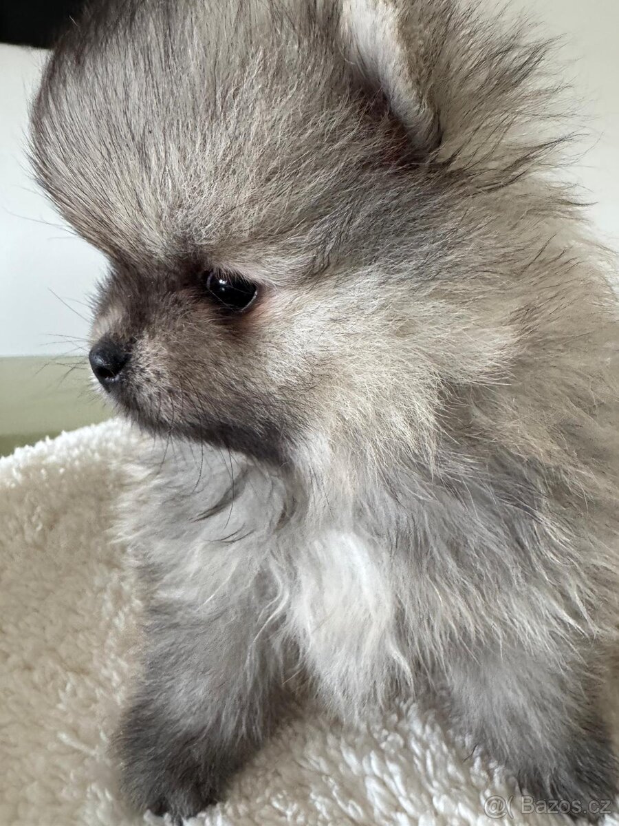 Pomeranian s p.p - 5