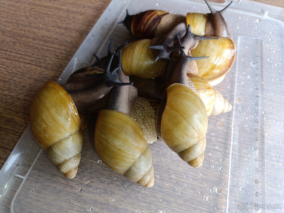 Archachatina marginata candefacta Cameroon - 5