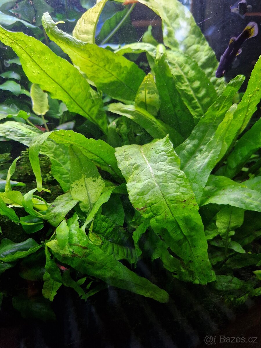 Čerstvé akvarijní rostliny - 5