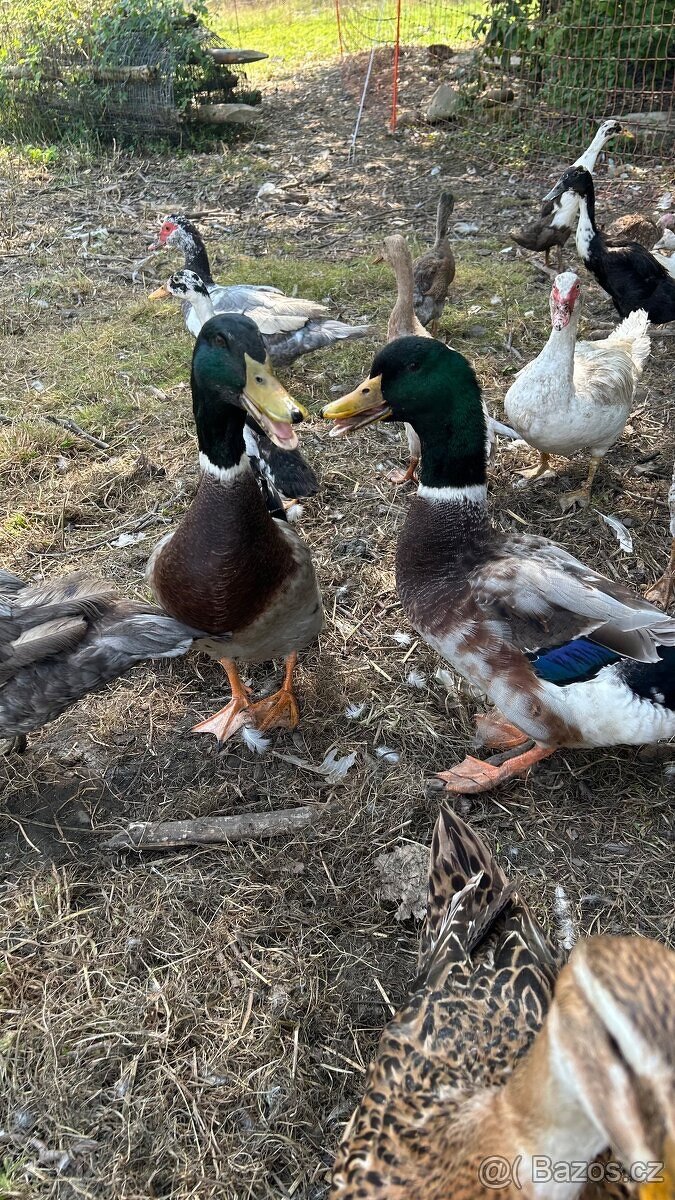 Pižmovky a ruanské kachny - 5