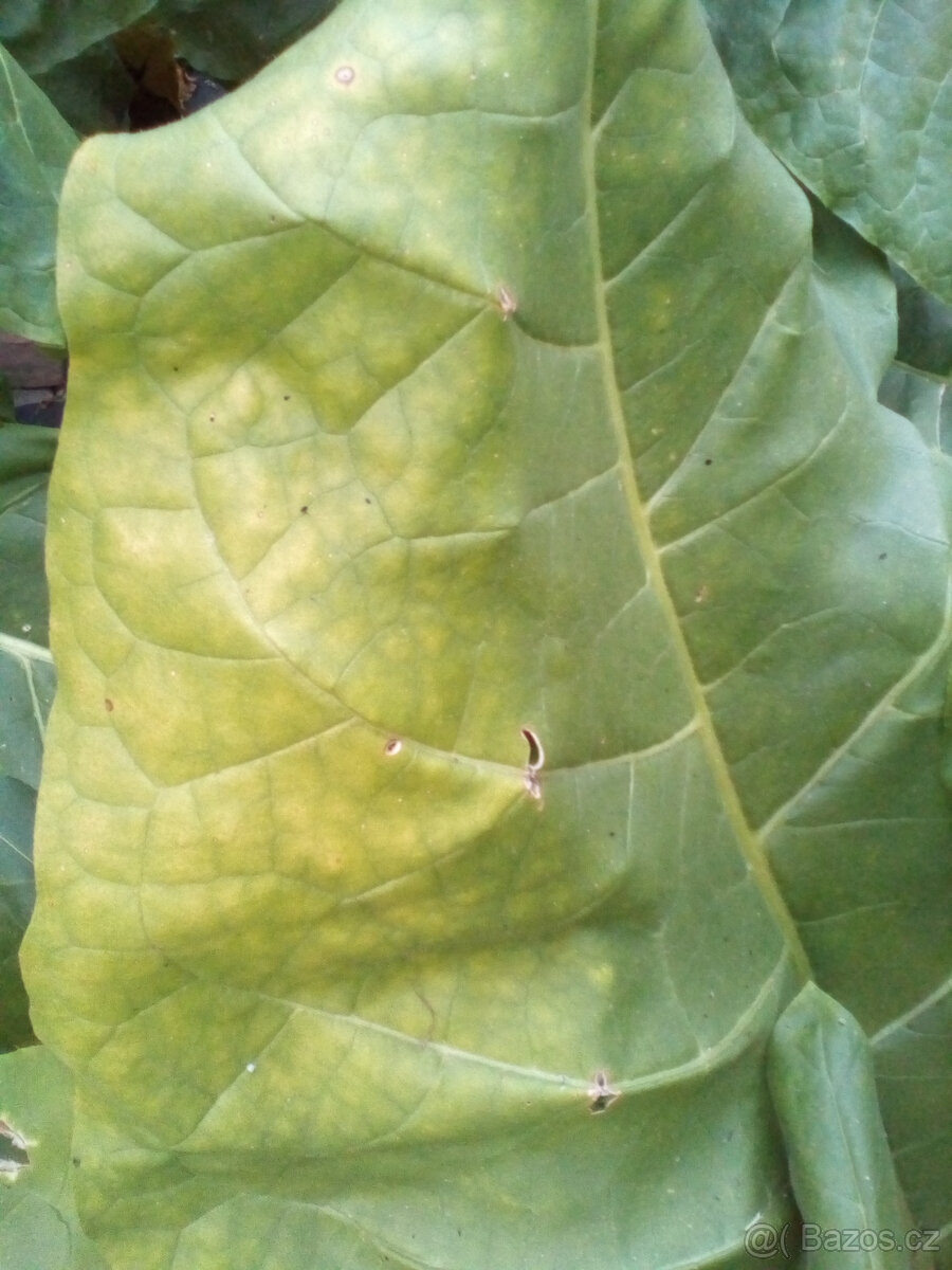 Virginský tabák semínka - 5