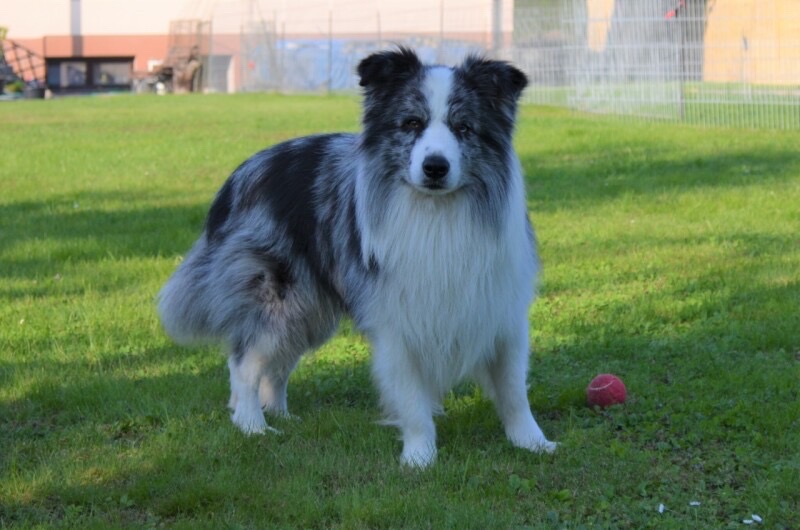 Border kolie štěně s PP - 5