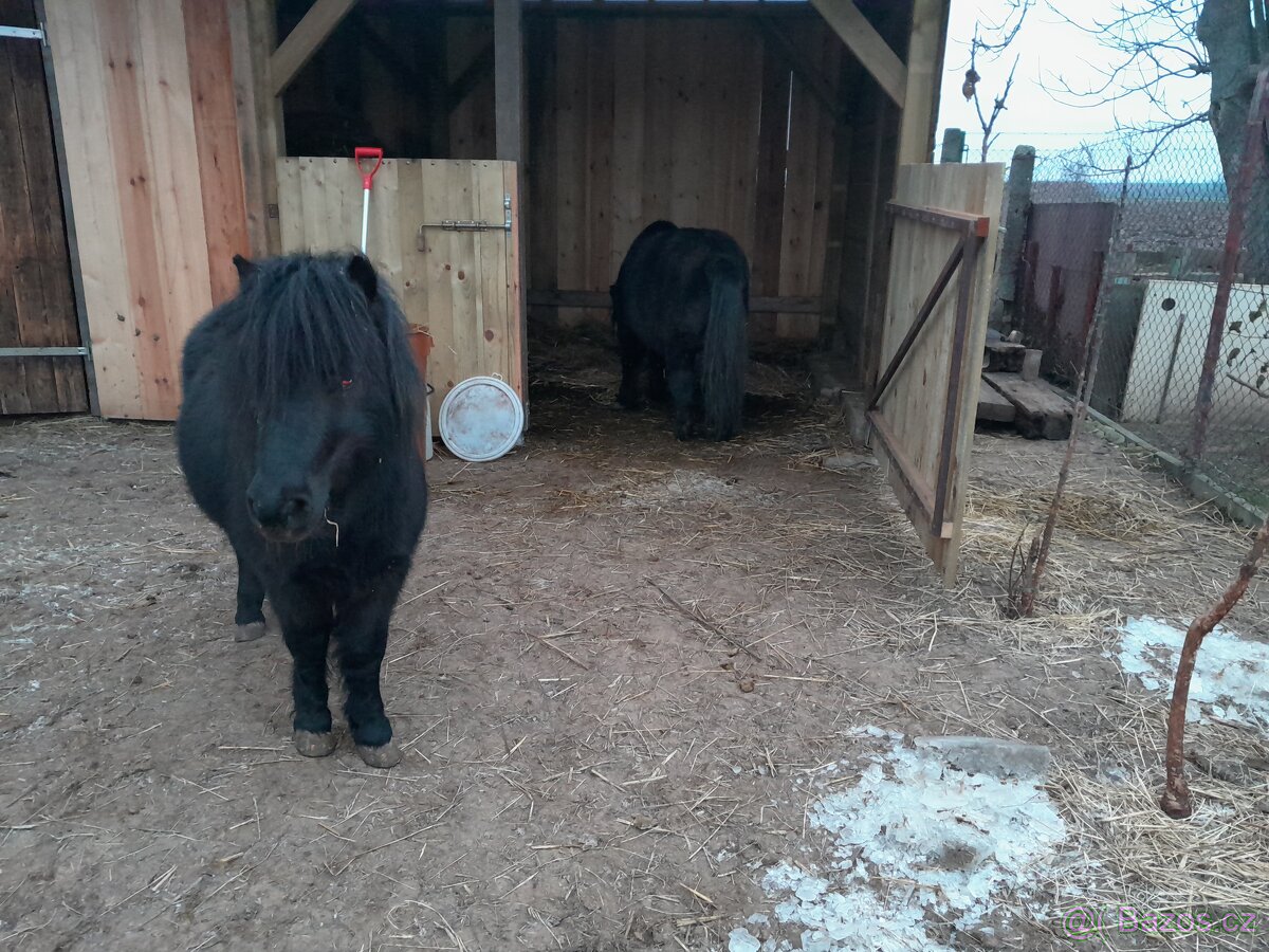 2 hřebci typu shetland - 5