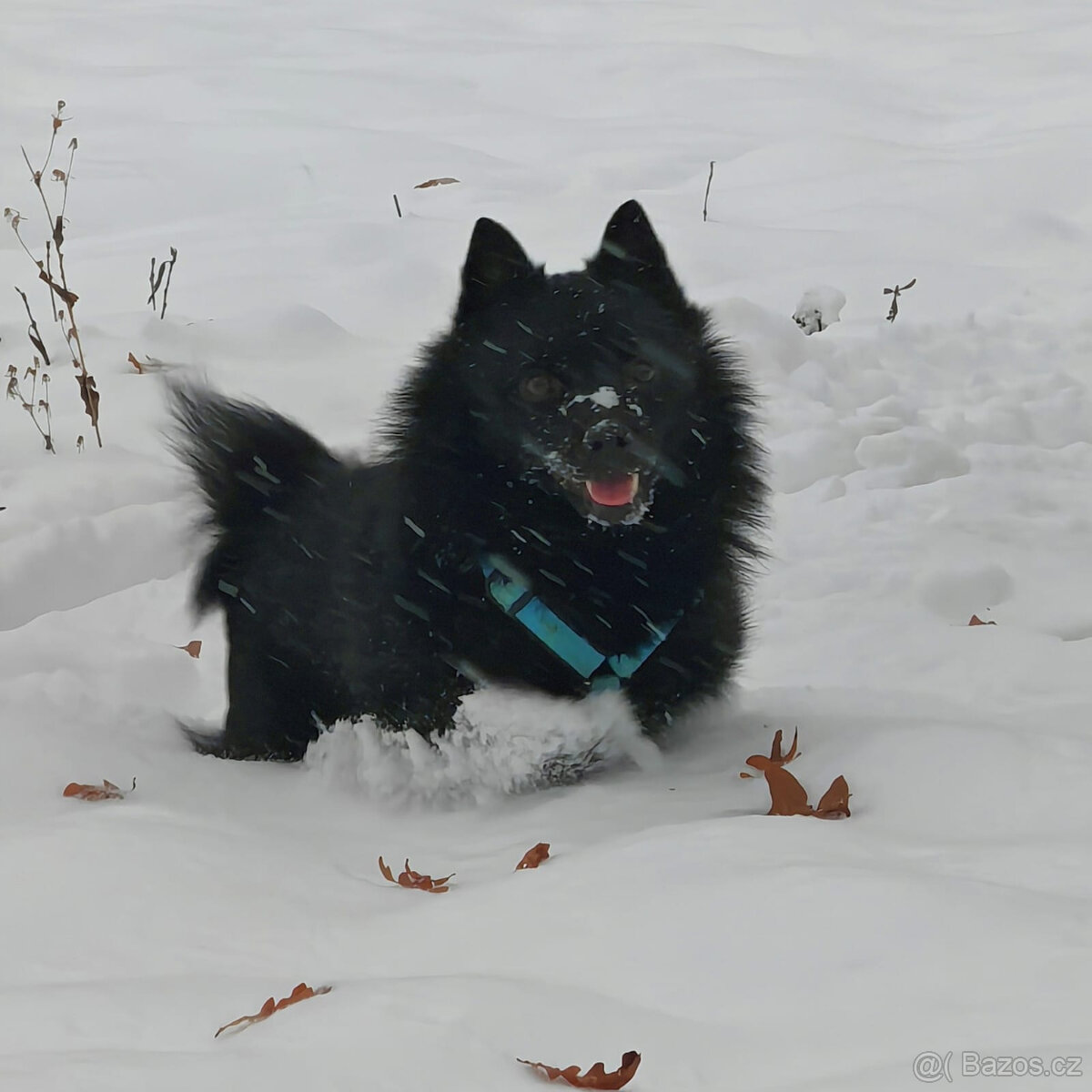 Nabídka krytí - Šiperka s PP - 5