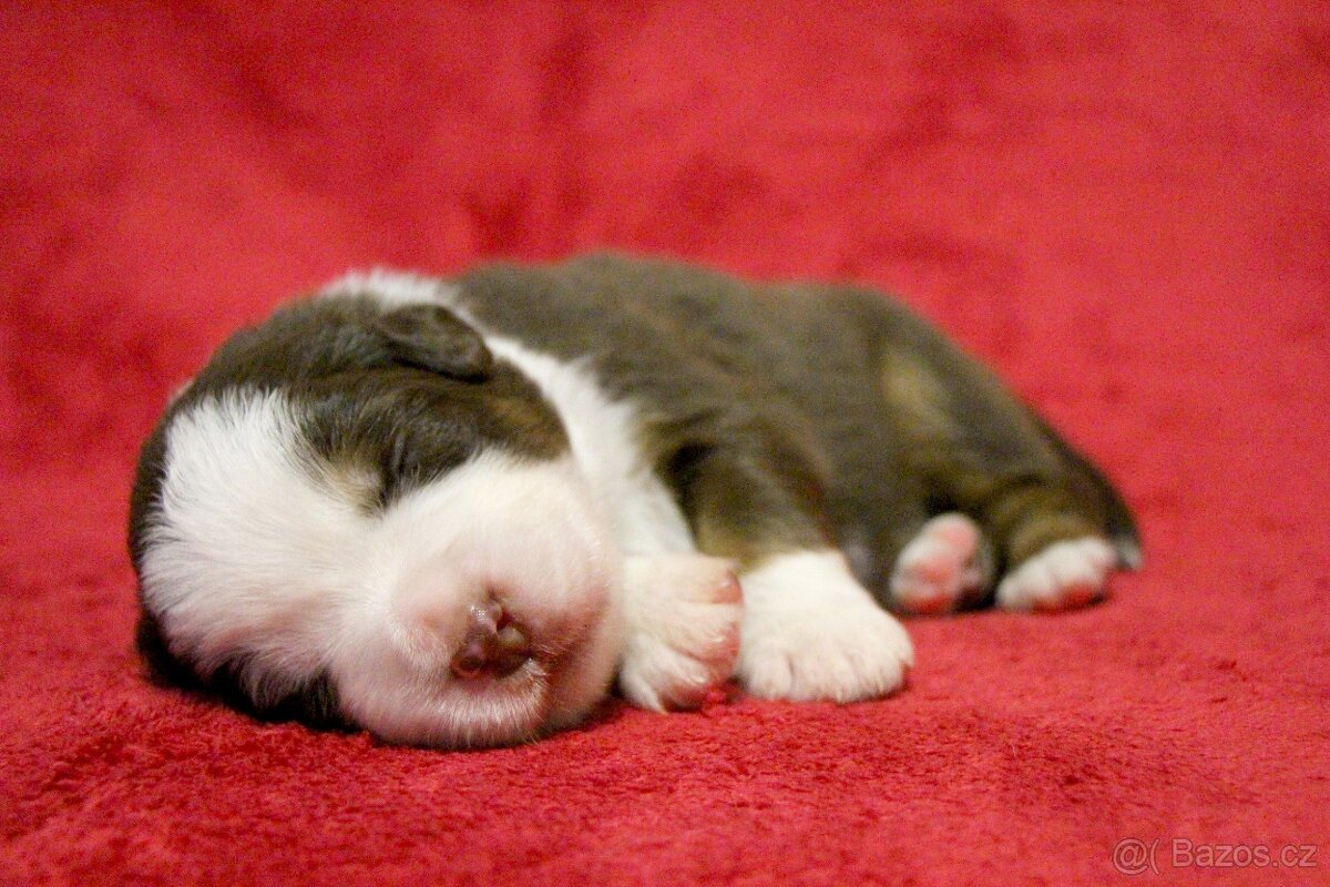 MINIATURNÍ AMERICKÝ OVČÁK - psi - 5