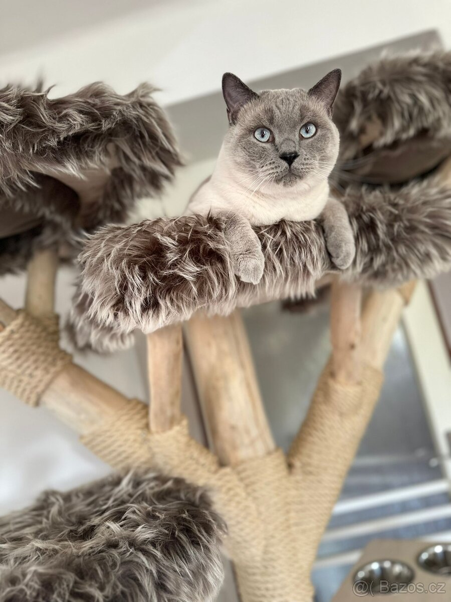 Prodám krásný kočičí strom - 5