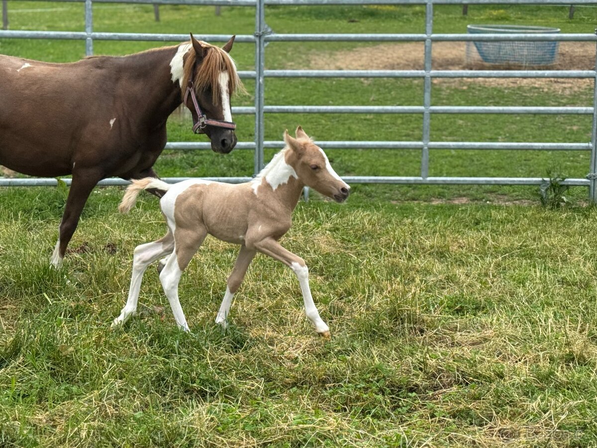 Pony hřebeček nar. 31.5.2025 - 5