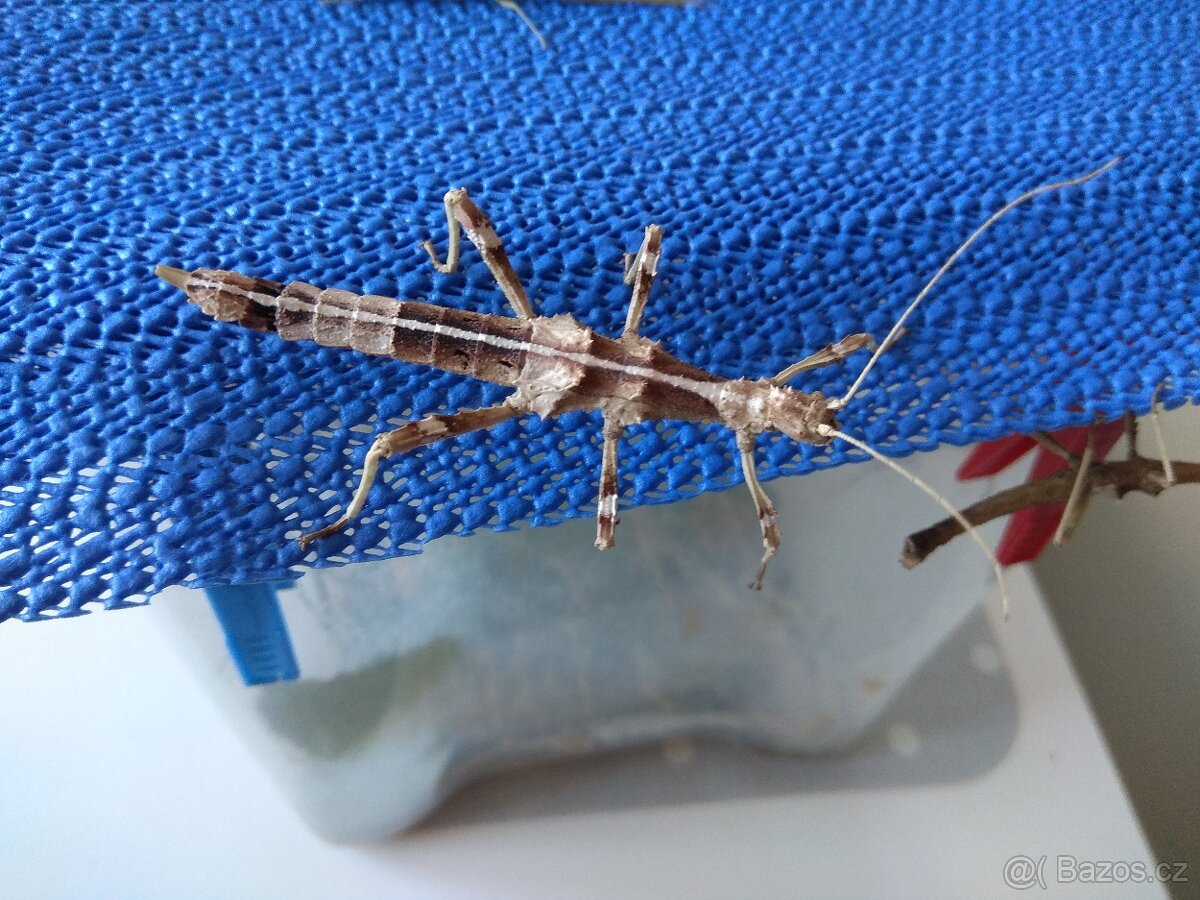 Strašilky a pakobylky - 5