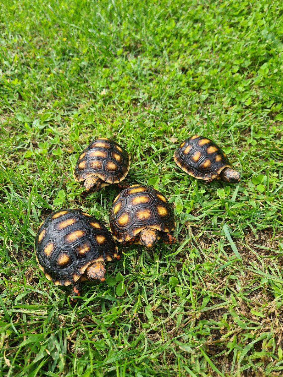 Želva uhlířská - Chelonoidis carbonaria - 5