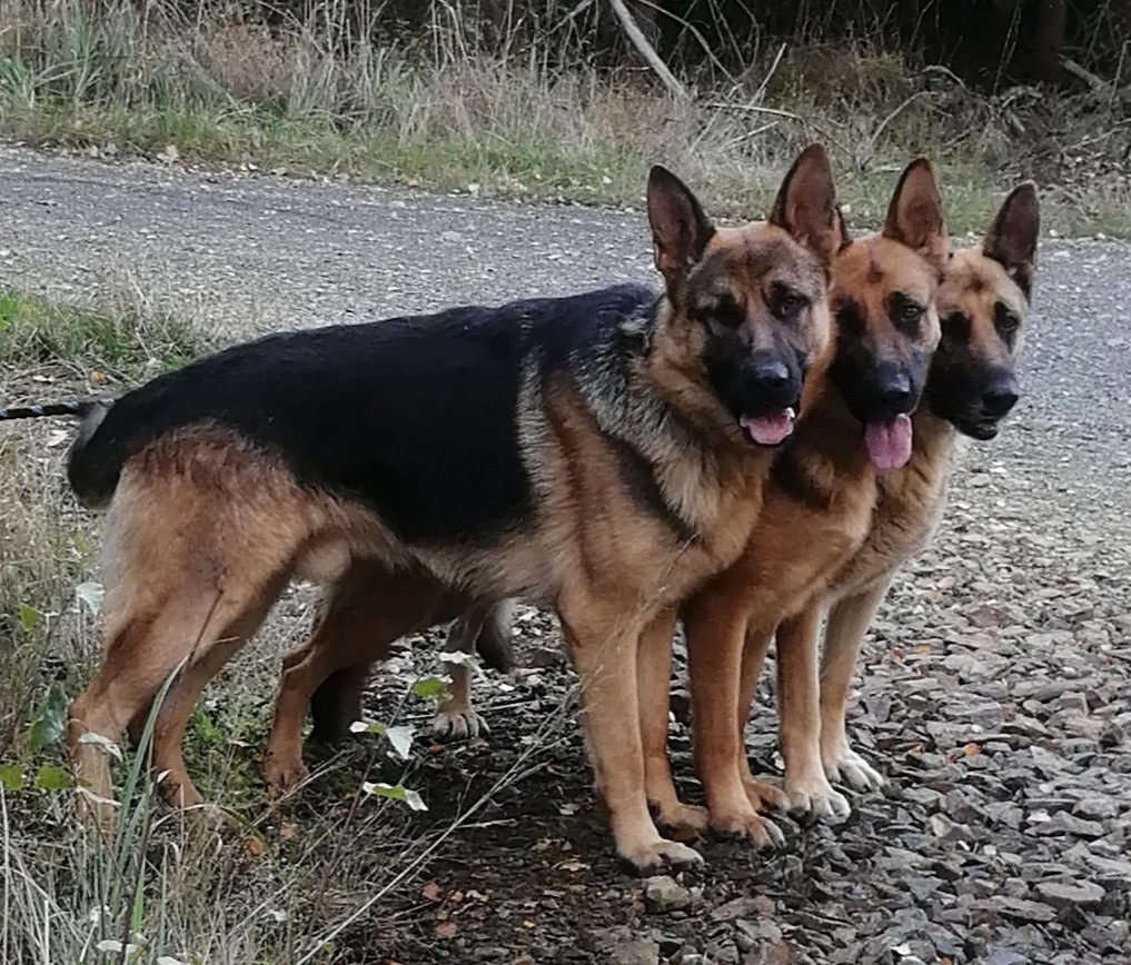 ŠTĚŇATA NĚMECKÉHO OVČÁKA TYPU REX - 5