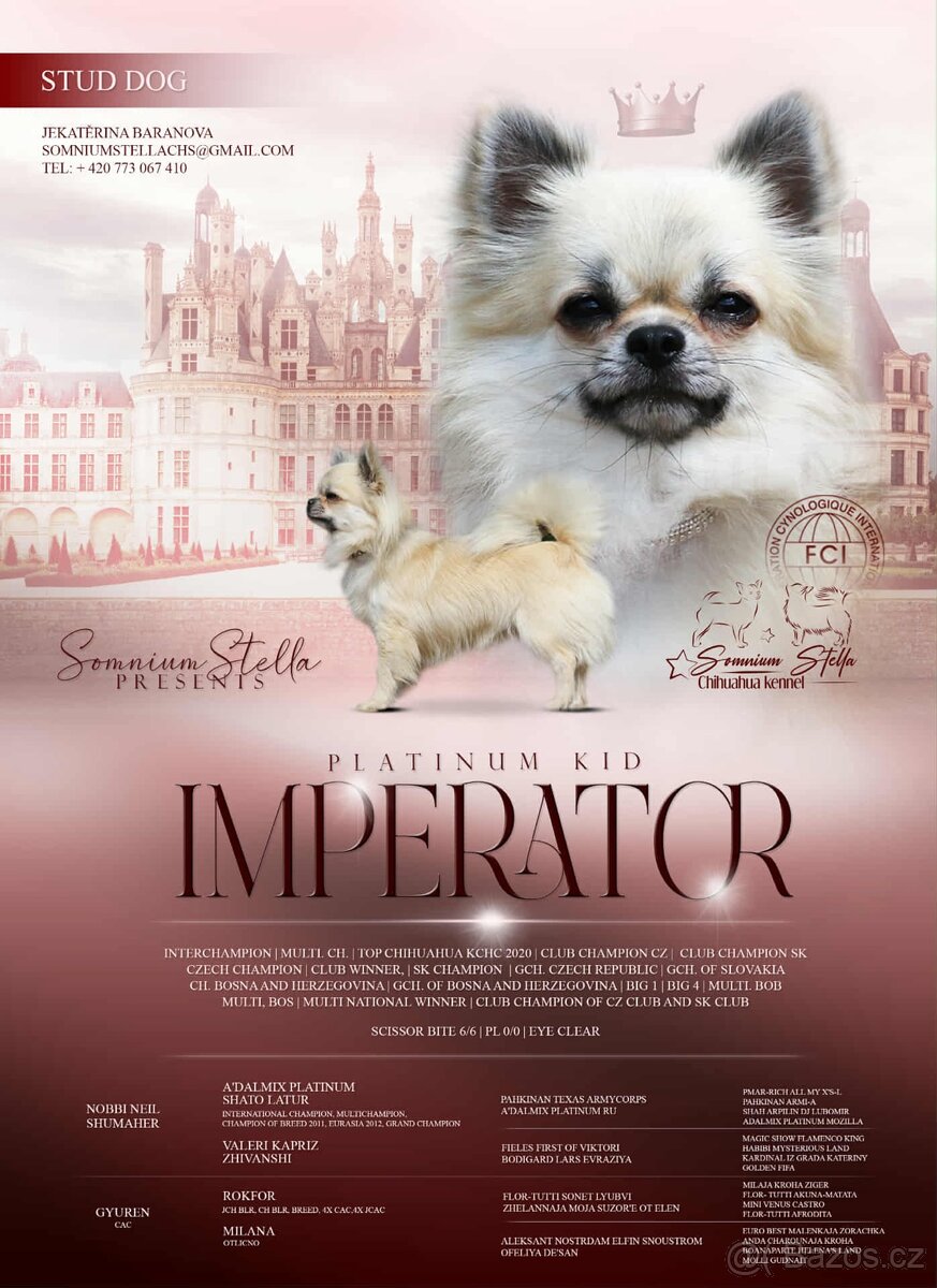 Čivava dlouhosrstá PP FCI - 5