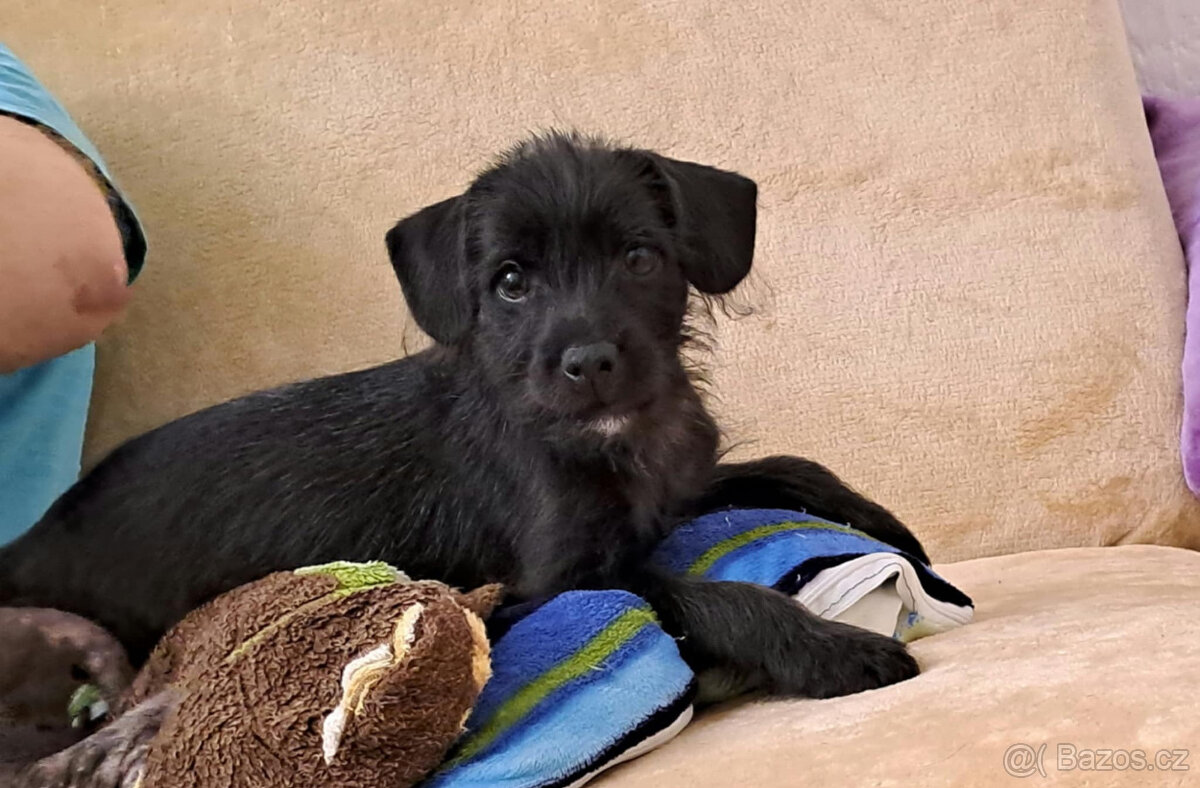 Peruánský naháč malý , osrstěný - 5