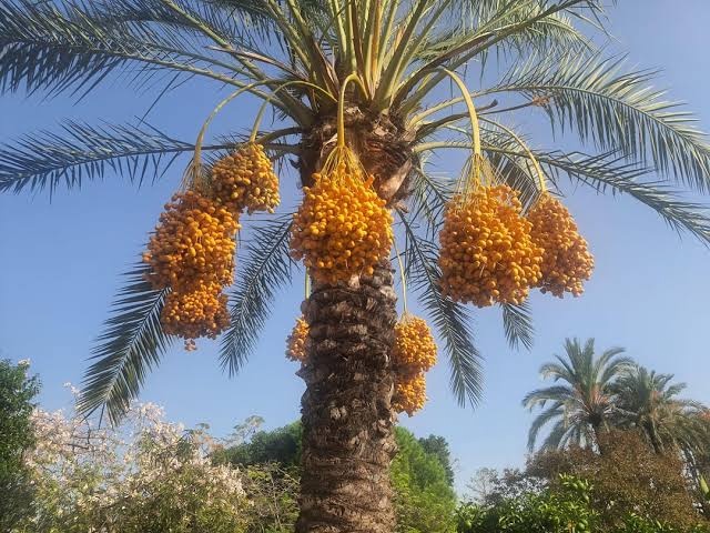 Datlovník pravý-Phoenix Dactylifera - 5