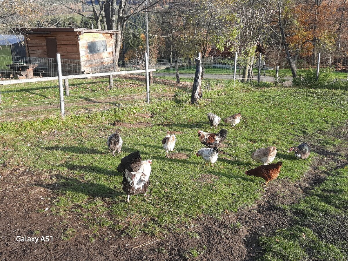 Faverolka kohouti - 5