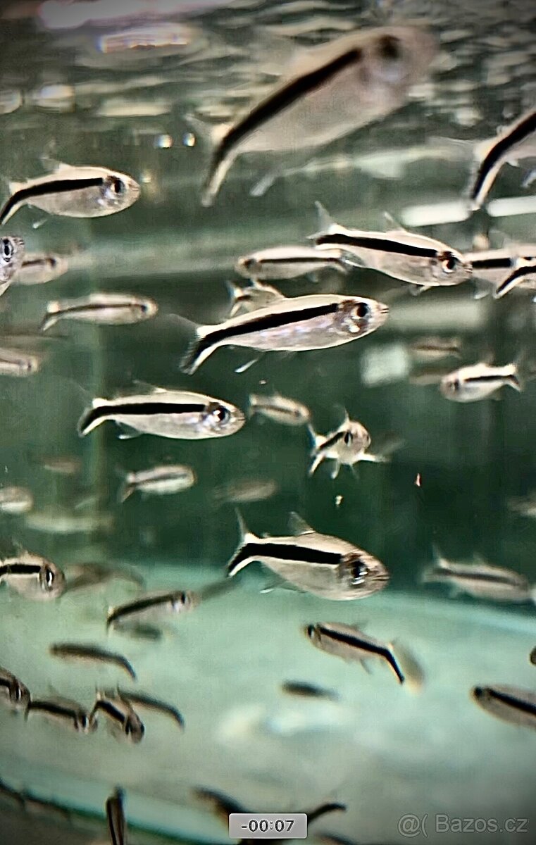 Prodej akvarijních ryb - 5