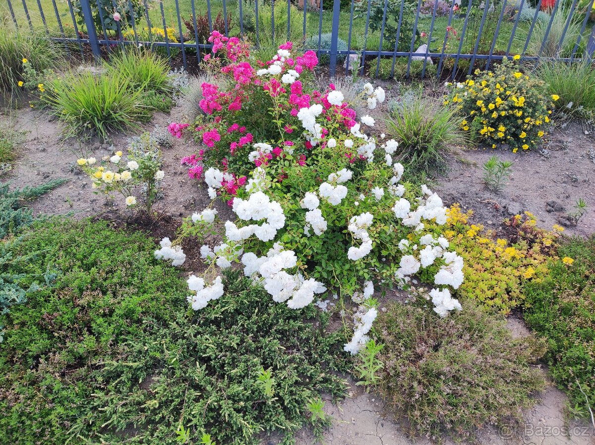 Různé skalničky z předzahrádky - 5