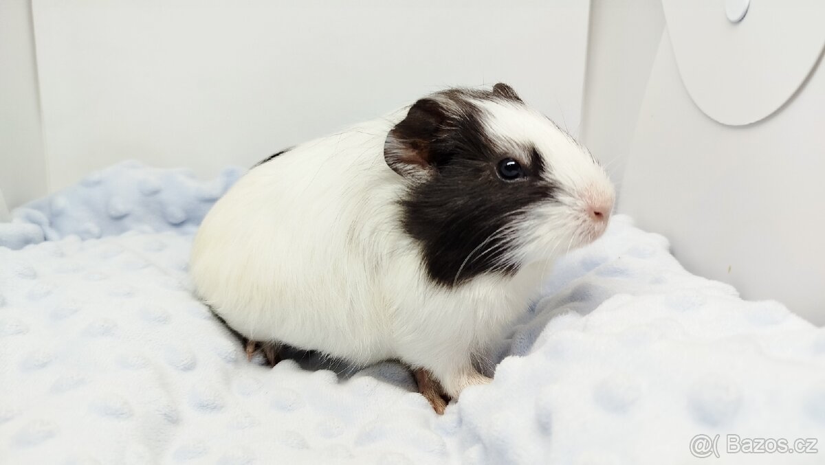 Morče, Morčata, Morčátko, Morčátka - BETTY - 5