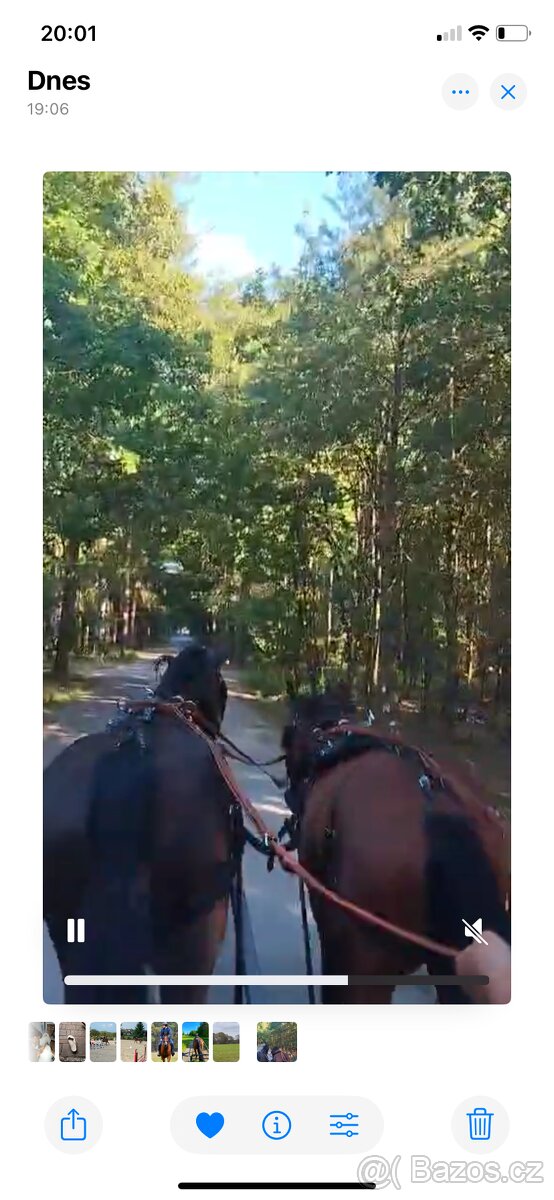 Prodám 5 l, Old. valach - 5