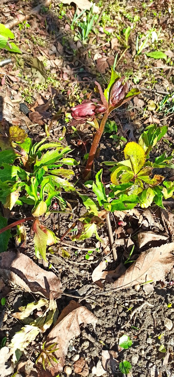 Jarní směs rostlin. - 5