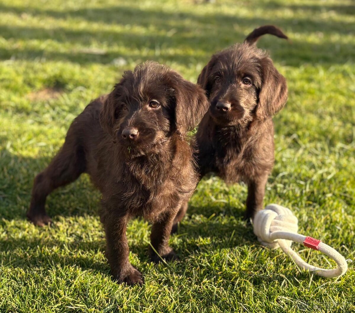 Labradoodle (goldendoodle) - 5