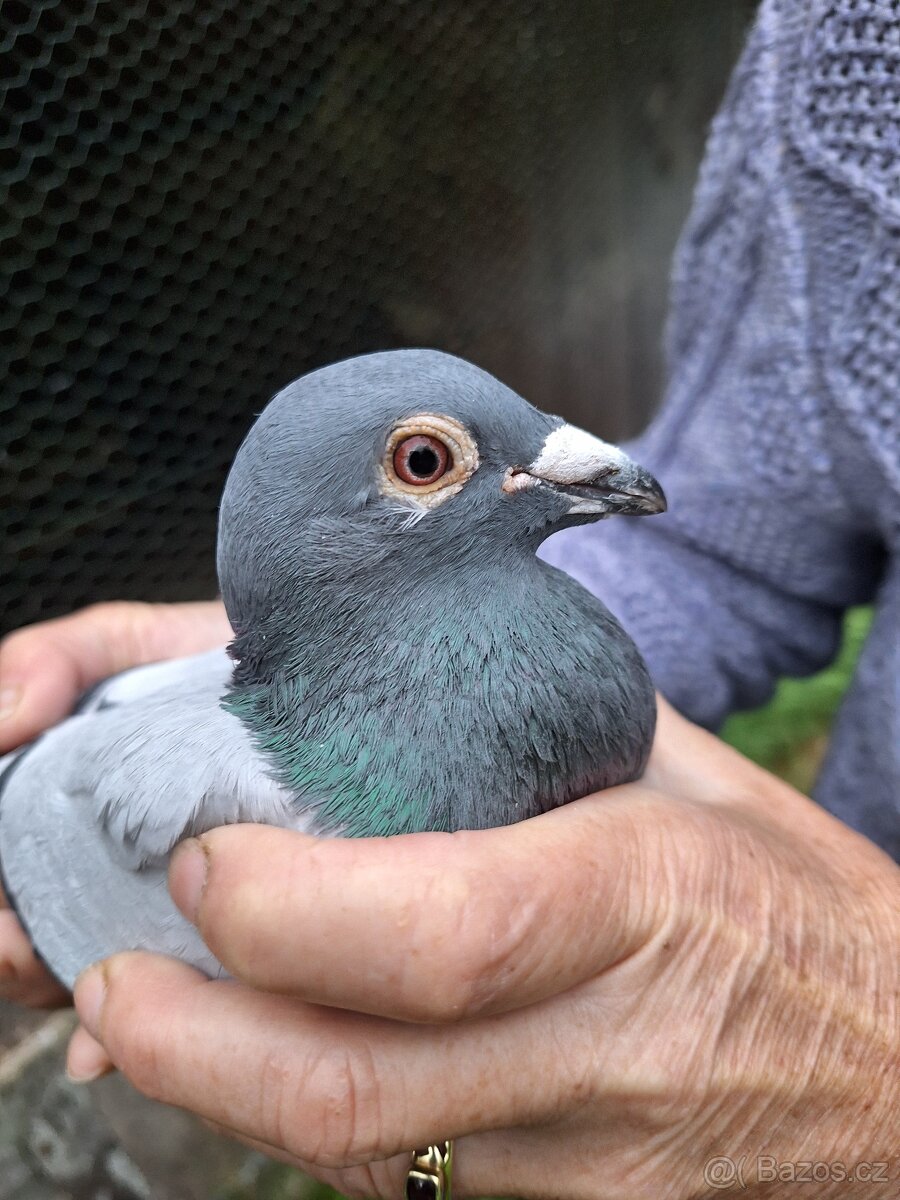 Poštovní Holubi - 5
