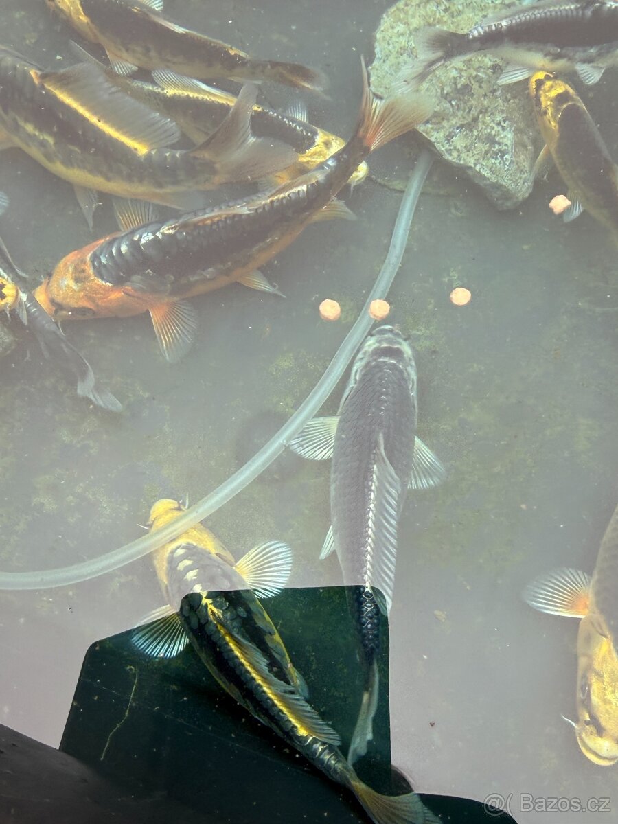 Koi - 5