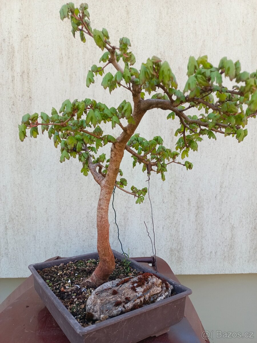 bonsai, bonsaj - 5