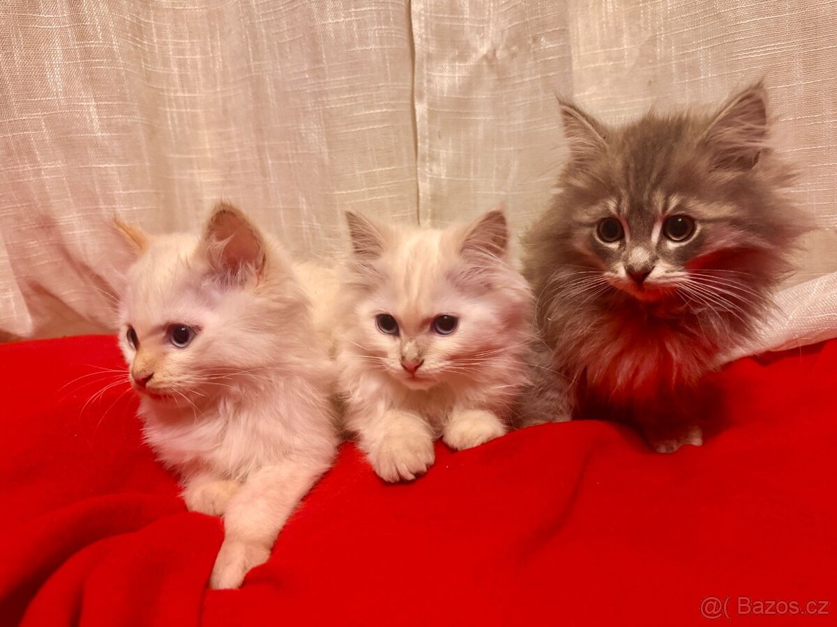 Sibiřská kočka, Něvská maškaráda - 5