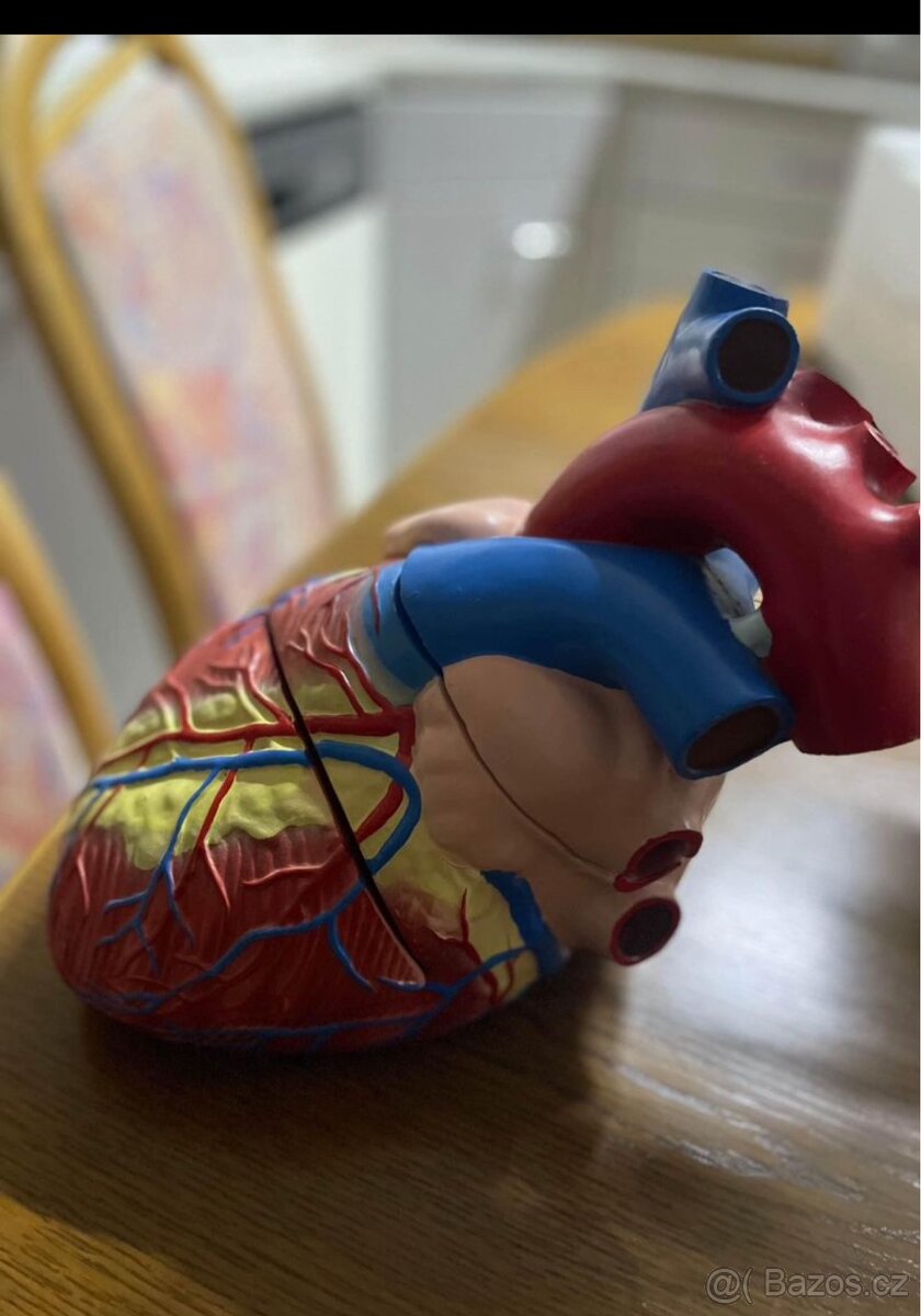 model lidské srdce - 5