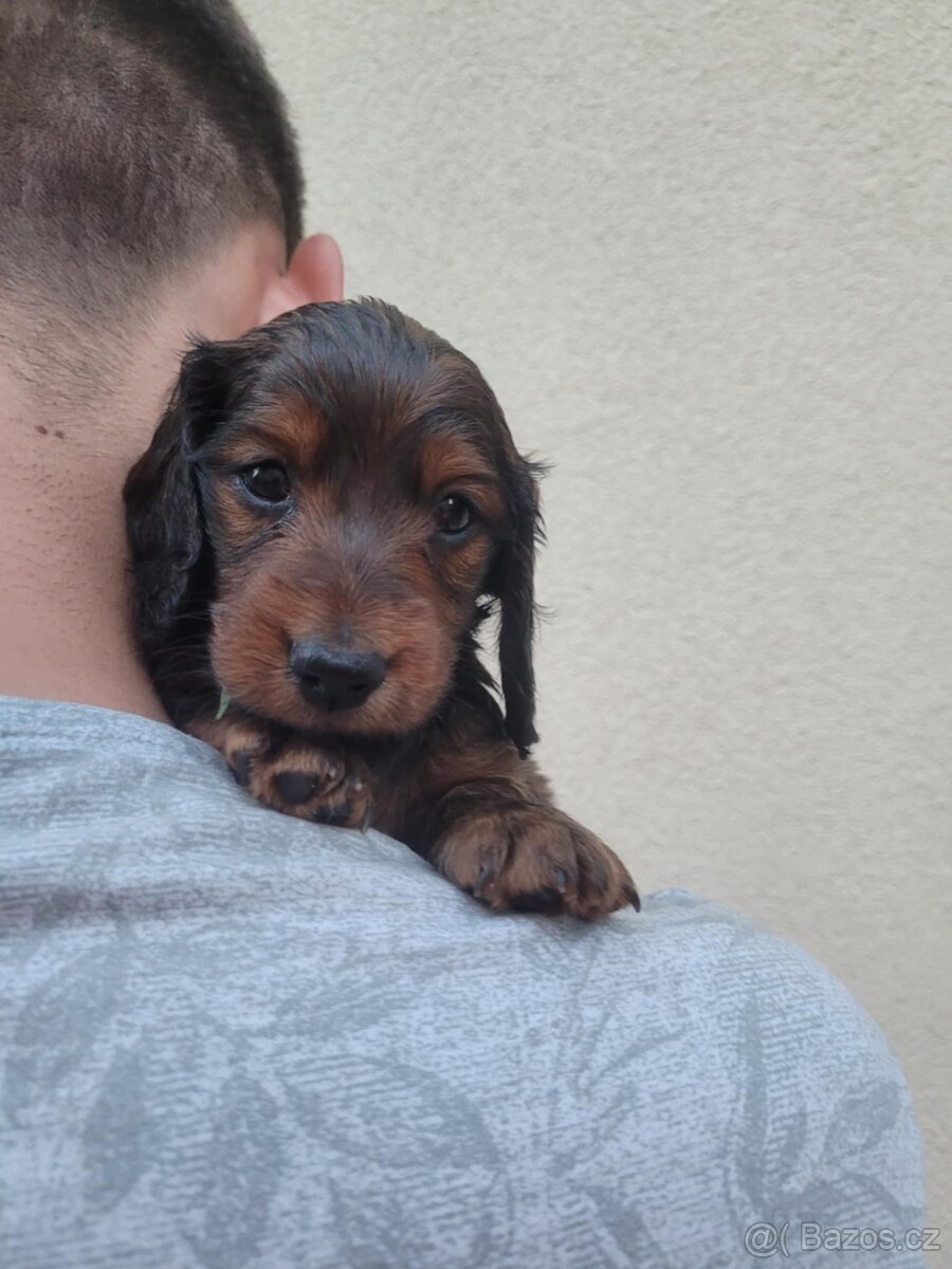 Jezevčík standard dlouhosrstý - 5