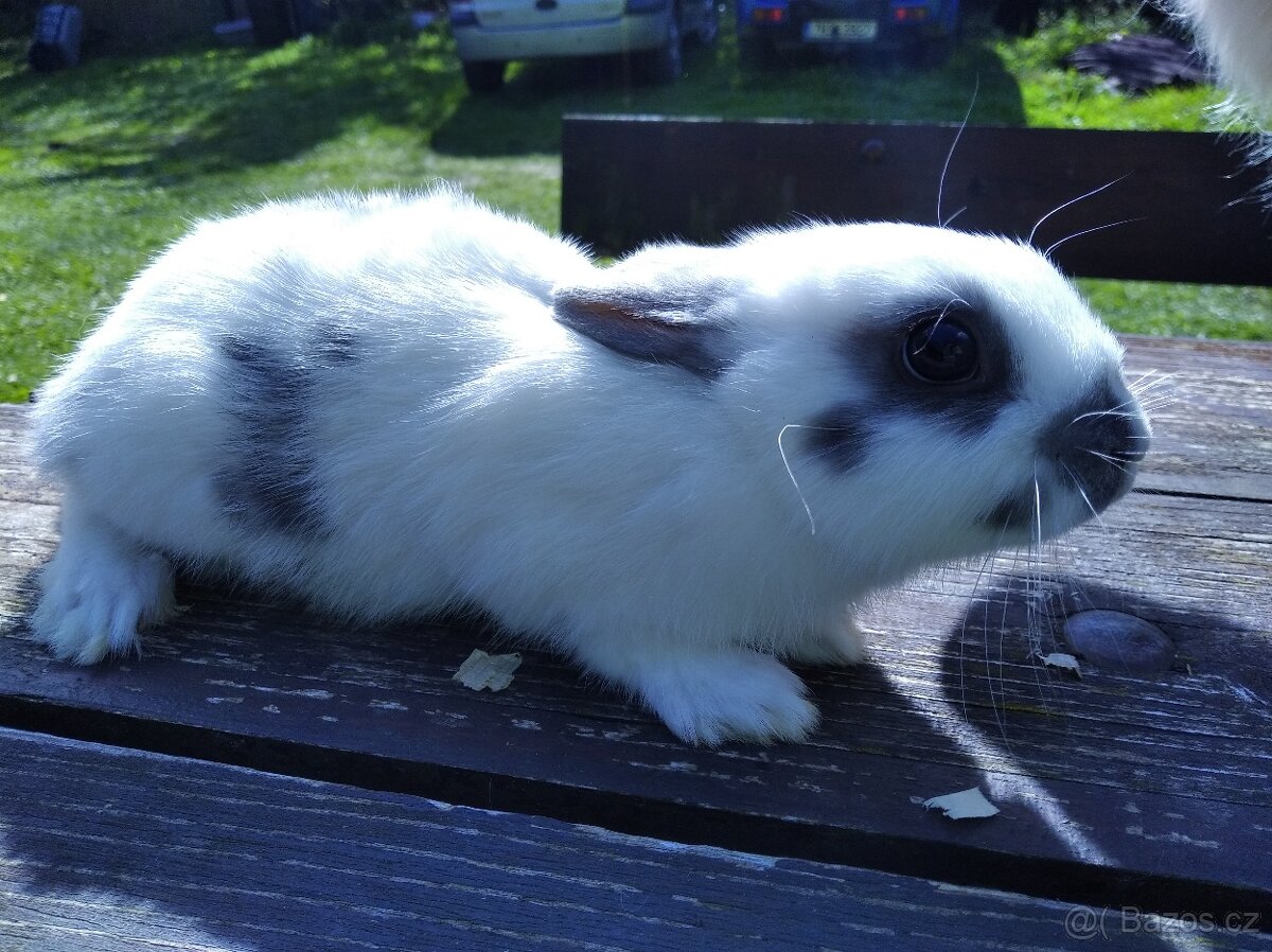 Zakrslý králík - 5