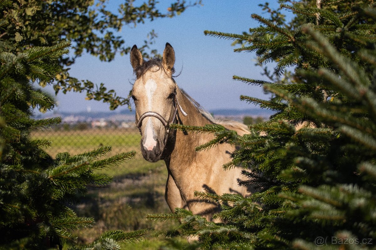 QH valášek 100% charakter - 5